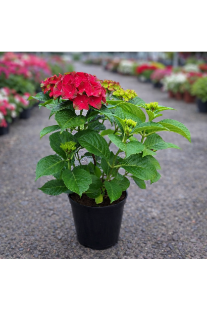 Гортензія Glossy Lips квітучий саджанець